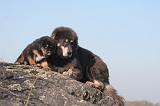 DOGUE DU TIBET 425